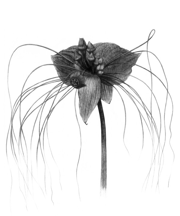 Bat flower (Tacca chantrieri) by Susana Capucho