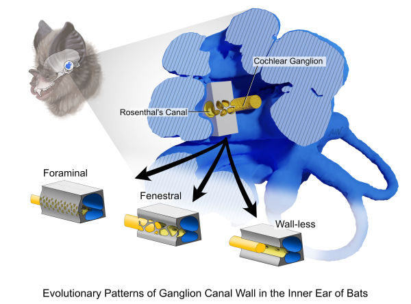 Evolutionary Patterns of Ganglion Canal Wall in the Inner Ear of Bats by April Neander