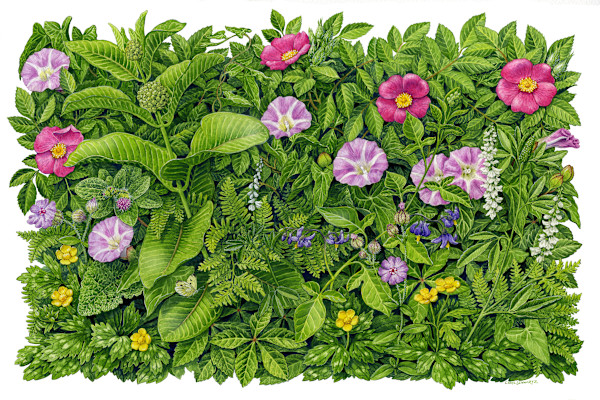 Beach Strand Habitat Plants by Carol Schwartz