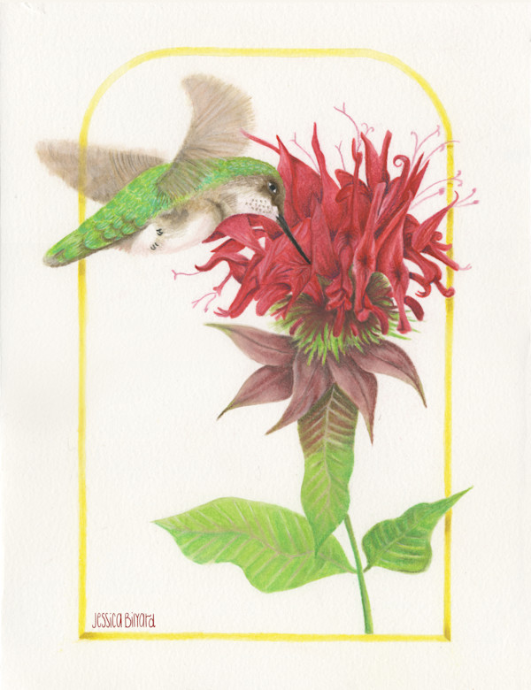 Bee Balm (Monarda didyma) & Ruby-throated Hummingbird (Archilochus colubris) by Jessica Bilyard, Image 1.