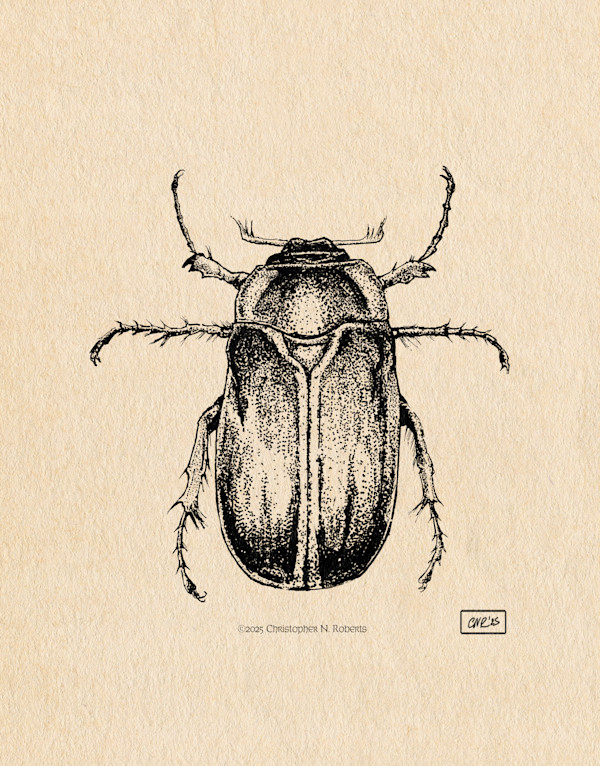 June Bug Taxidermy Study by Christopher Roberts
