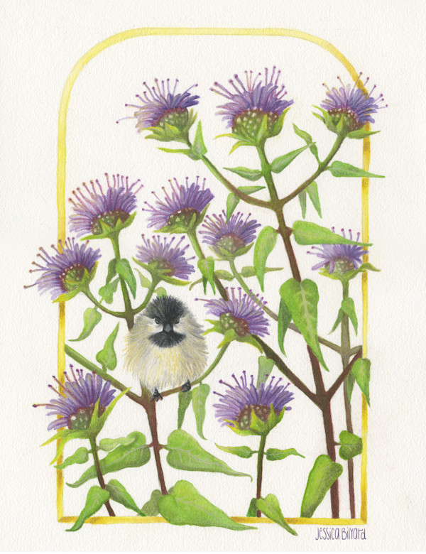 Wild Bergamot (Monarda fistulosa) and Black Capped Chickadee (Poecile atricapillus) by Jessica Bilyard, Image 1.