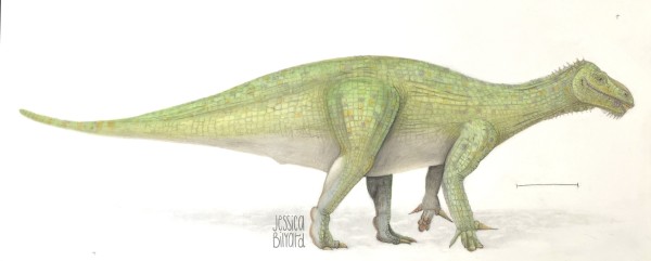 Iguanodon bernissartensis by Jessica Bilyard