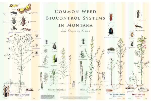 Common Weed Biocontrol Agents of Montana, Life Stages by Season by Evelyn Neel