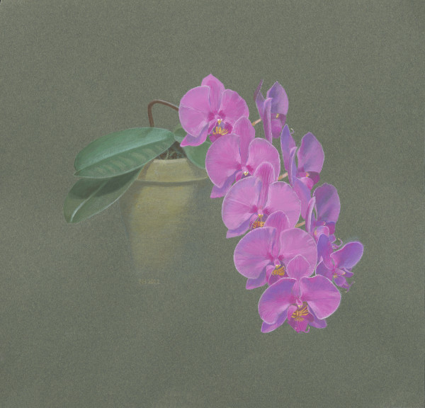 Birthday Orchid--2nd Blooming by Nancy Halliday