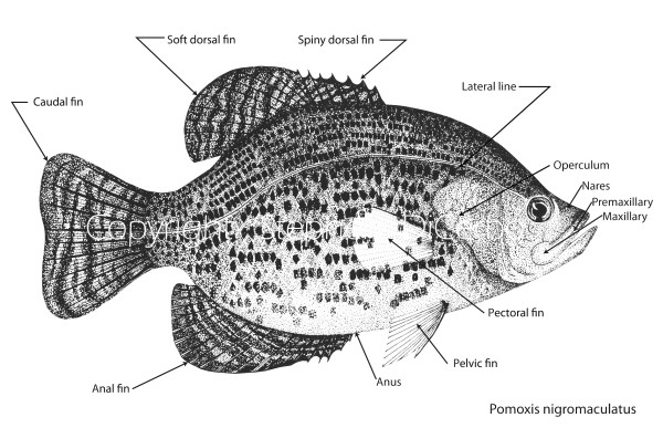 Body parts of a Teleost fish - Black Crappie (Pomoxis nigromaculatus) by Stephen DiCerbo