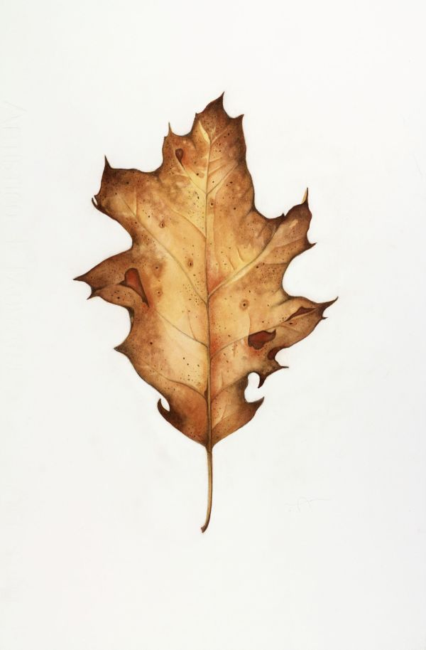 Black Oak Leaf (Quercus velutina) by Deborah Kopka