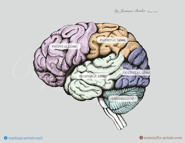 Brain drawing in pen and ink by Joanna Butler