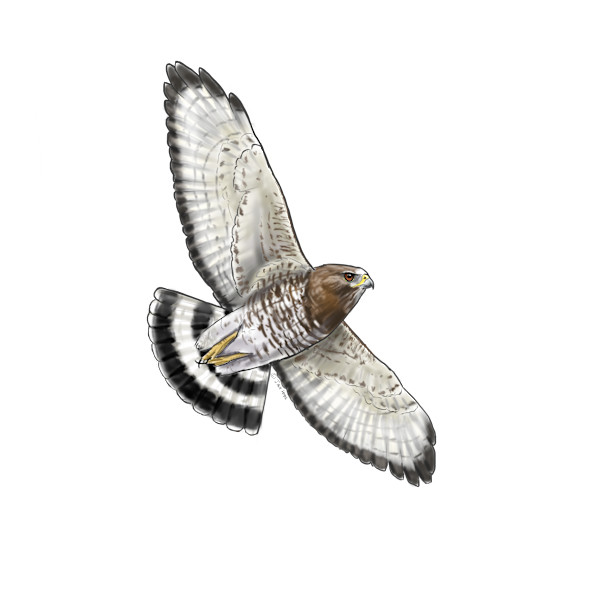 Broad-winged Hawk in Flight by Jack Hobe