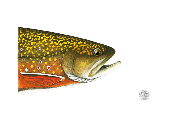 Brook Trout Head study by Stephen DiCerbo