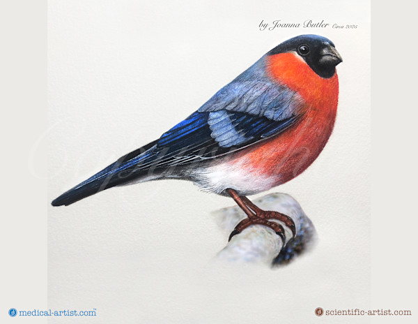 Male Bullfinch Pyrrhula pyrrhula by Joanna Butler