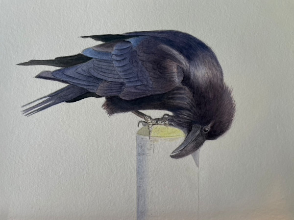 Bill-Feaking: Corvus corax by Dorie Petrochko