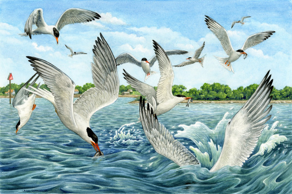 Foraging Terns by Carol Schwartz