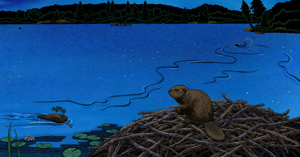 Star Party Beavers by Consie Powell