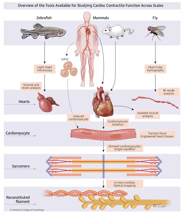 Cardiac Tools Overview by Mary Kate Wright