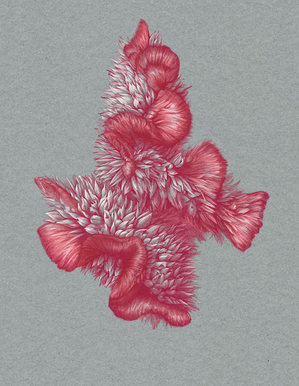 Celosia argentea by Amanda Manowski