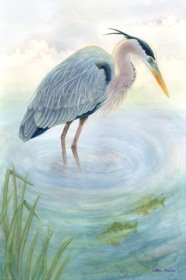 Great Blue Heron by Caitlin Rausch