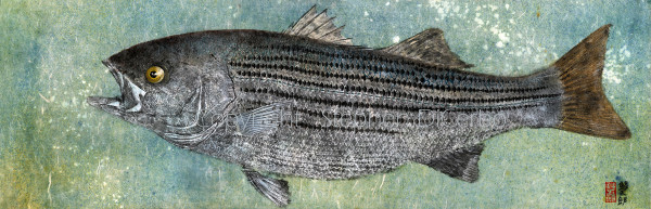 Cheapeake Bay Striped Bass 1 by Stephen DiCerbo