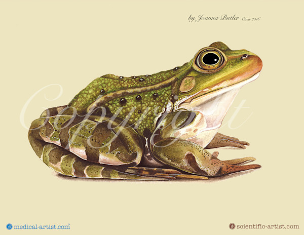 Common frog in watercolour by Joanna Butler, Image 1.