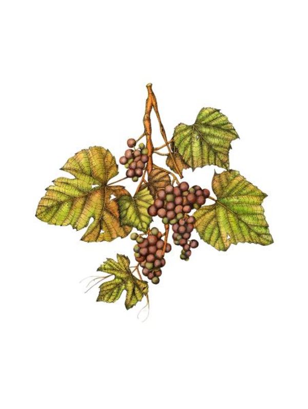 Concord Grapes (Vitis labrusca) by Deborah Kopka