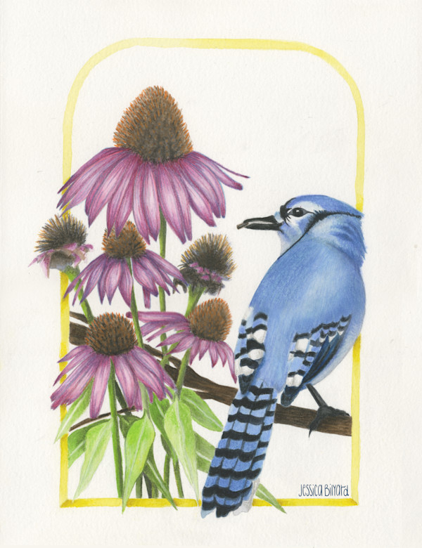 Coneflower (Echinacea purpurea) & Blue Jay (Cyanocitta cristata) by Jessica Bilyard, Image 1.