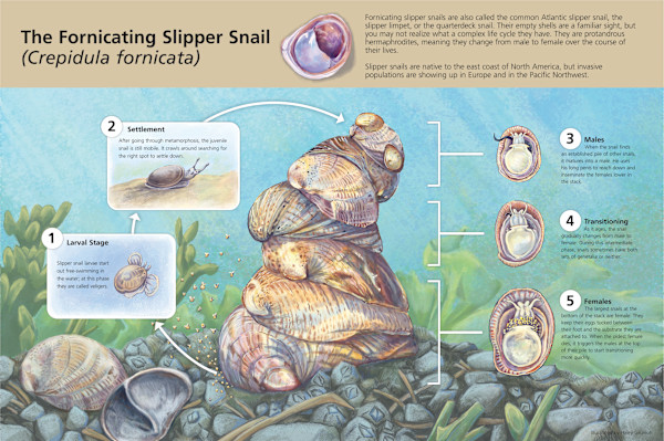 The Fornicating Slipper Snail by Haley Grunloh