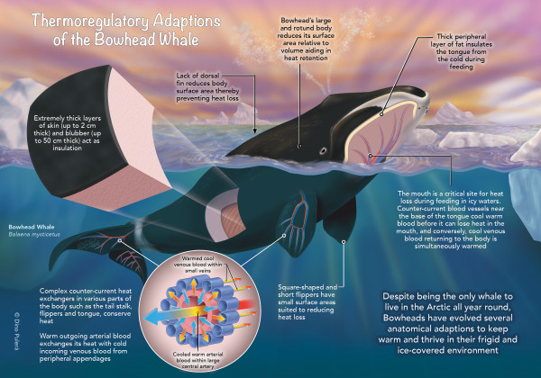 Thermoregulatory Adaptations of Bowhead Whales by Dino Pulera