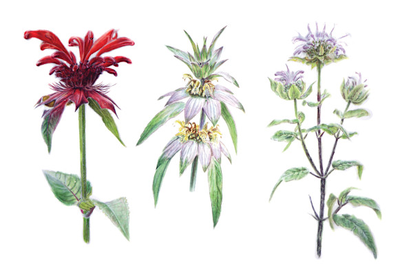 Monardes by Kelanie Chapdelaine, Image 1.