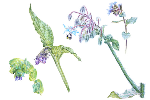 Boraginaceae family by Kelanie Chapdelaine, Image 1.