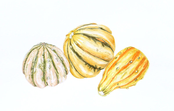 Field Pumpkins by Gail Dentler
