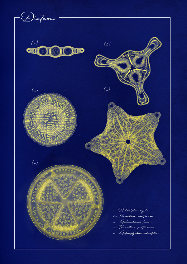 Diatoms: A Window into the Past by Gloria Fuentes