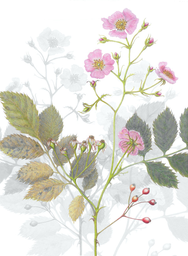 Dog Rose (Rosa canina) by Judith Scillia