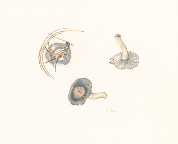 Russula Grisea by Donna Miskend