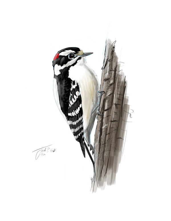 Downy Woodpecker by Jack Hobe