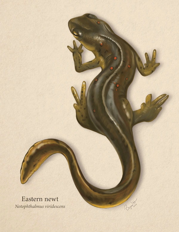 Eastern Newt by Bryona Hamilton, Image 1.