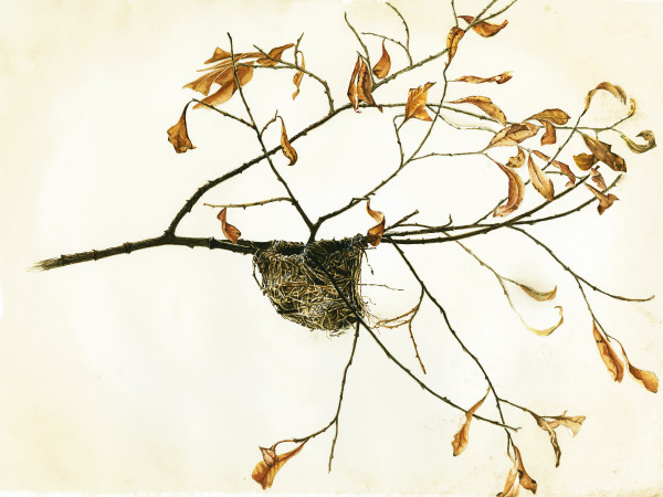 Empty Nest by Barbara Ierulli