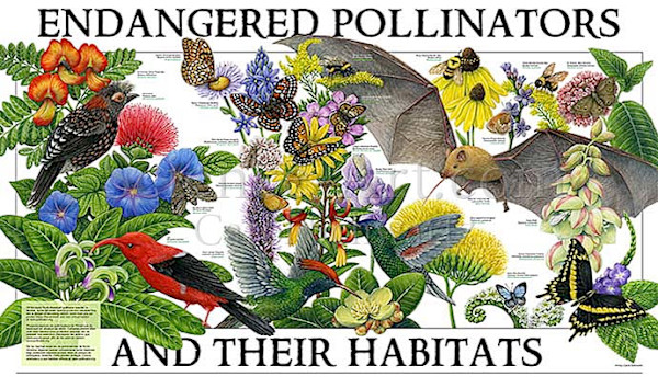 Endangered Pollinators and Their Habitats by Carol Schwartz
