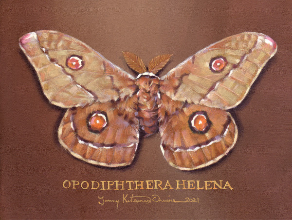 Opodiphthera helena | Australian Gum Moth by Tammy Irvine