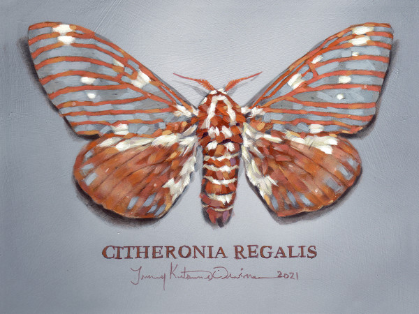 Citheronia regalis | Royal Walnut Moth by Tammy Irvine