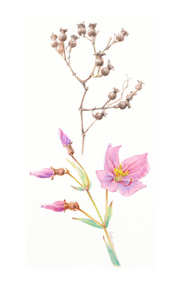 Meadow Beauty by Ellen Fishburne
