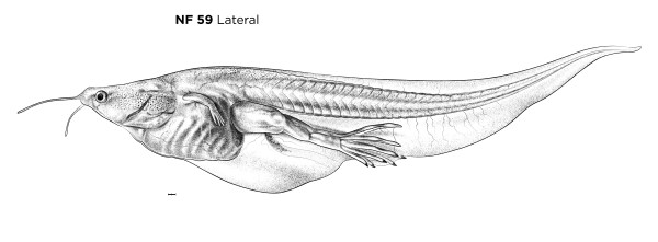 Xenopus laevis, stage NF 59, lateral view by Natalya Zahn