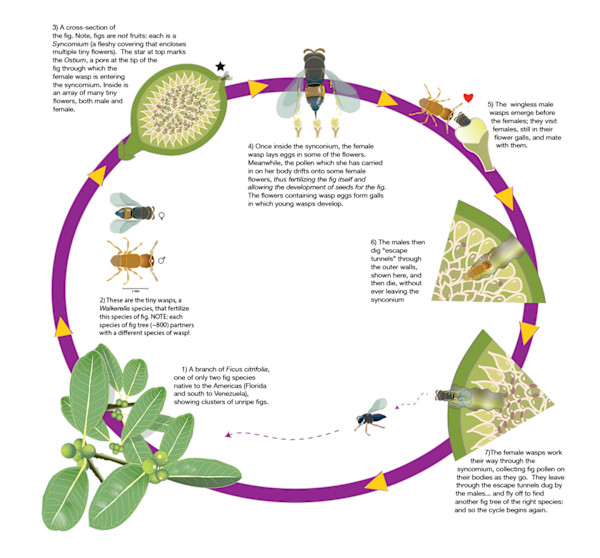 The Circle of Life: Fig/Wasp Symbiosis by Margaret Nelson
