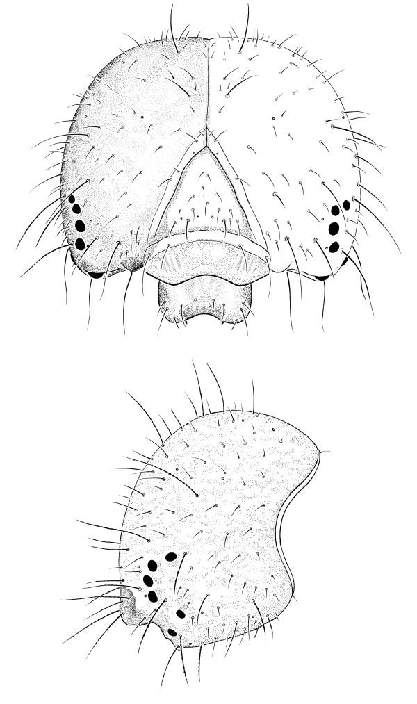 Empyruema pugione larval head capsule by Jane Hyland
