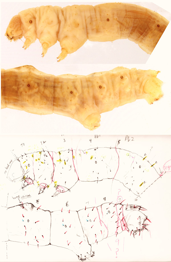 Probole amicaria last larval instar  image and sketch by Jane Hyland