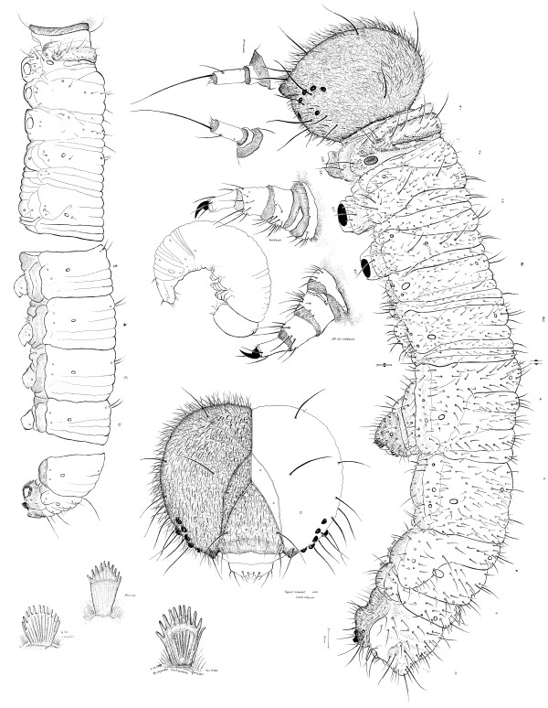 Pyrgus larval composite by Jane Hyland