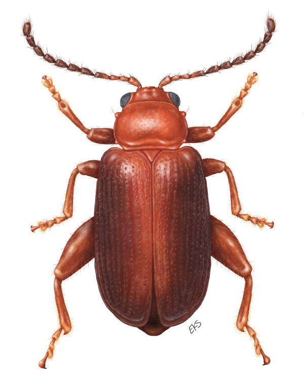 Flea Beetle by Elizabeth Sisk