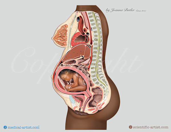 Project a range of anatomy charts for Institute of Pregnancy of Labor and Birth by Joanna Butler, Image 1.