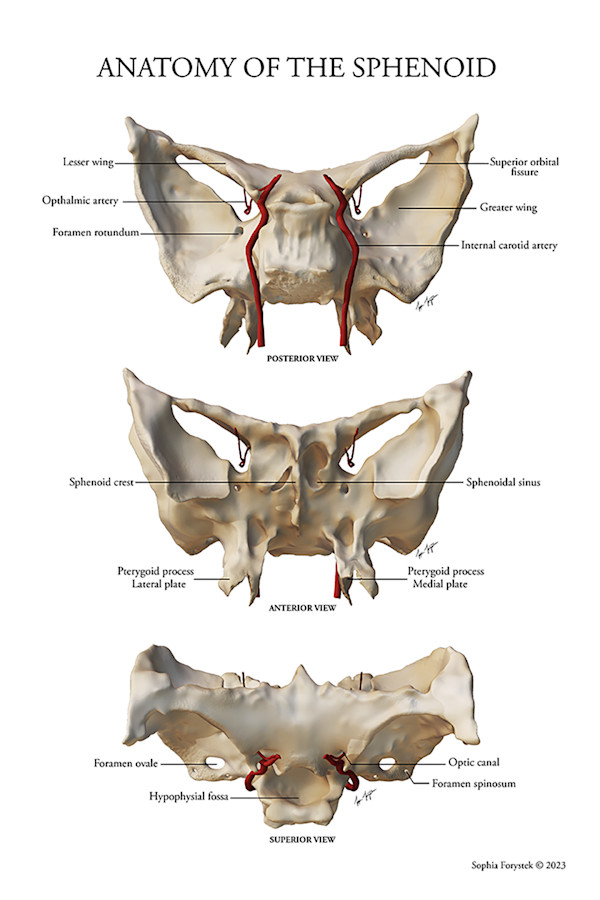Anatomy of the Sphenoid by Sophia Forystek