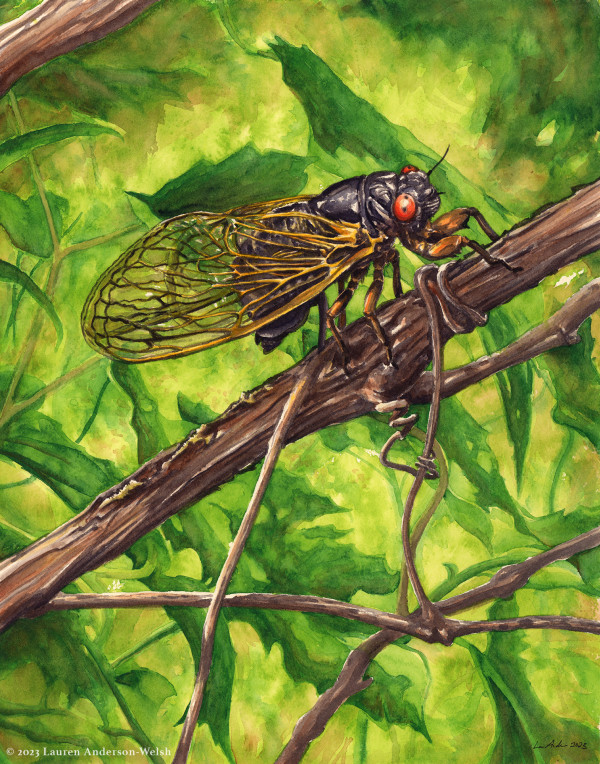 Periodical Cicada by Lauren Anderson-Welsh