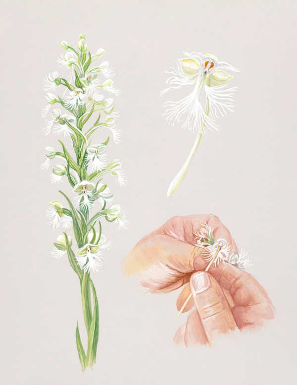 Eastern Prairie Fringed Orchid pollination study by Kathleen Garness